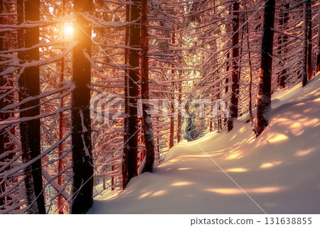 covered spruce trees covered spruce trees 131638855