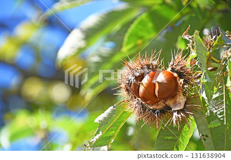 板栗果 板栗果 131638904