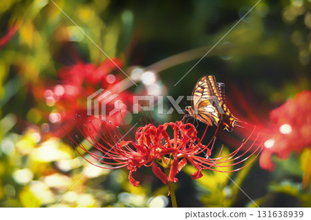A swallowtail butterfly flying to a cluster amaryllis 131638939
