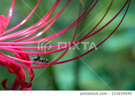 螞蟻聚集在紅花石蒜的花蜜周圍 131638940