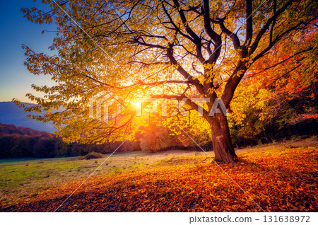 beautiful autumn trees beautiful autumn trees 131638972