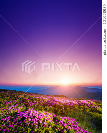 Magic pink rhododendron Magic pink rhododendron 131638989