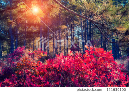 autumn leaf in forest 131639100