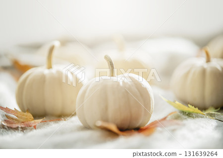 Autumn Composition with Miniature White Pumpkins. White pumpkins arranged with autumn maple leaves on a soft textured blanket in warm natural light 131639264