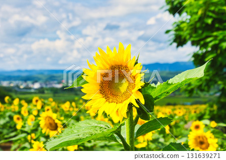 Sun Flower Sun Flower 131639271