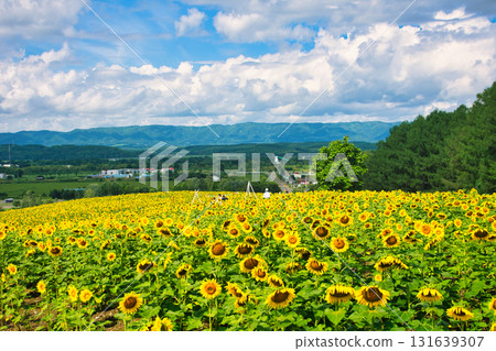 Sun Flower Sun Flower 131639307