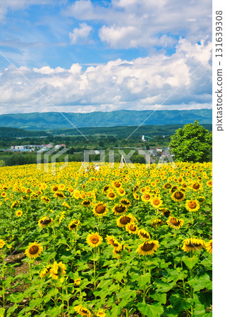 Sun Flower  131639308