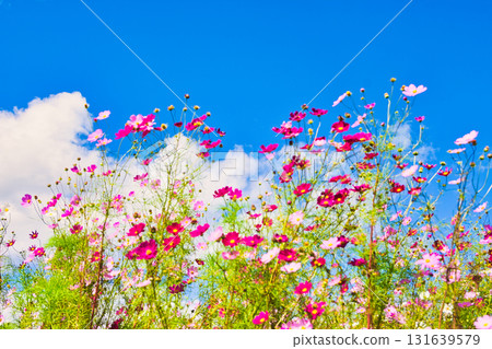 秋天的櫻桃樹 131639579