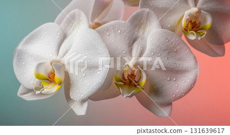 Luxury cosmetic background with closeup of white orchid flowers, beautiful elegant phalaenopsis blossom with water drops for spa and wellness skincare advertising concept Luxury cosmetic background with closeup of white orchid flowers, beautiful elegant phalaenopsis blossom with water drops for spa and wellness skincare advertising concept 131639617