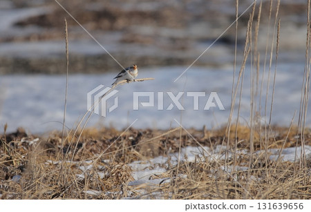 Snow Bunting perched on a sea cucumber Snow Bunting perched on a sea cucumber 131639656