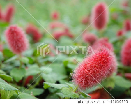 Cat tail Cat tail 131639753