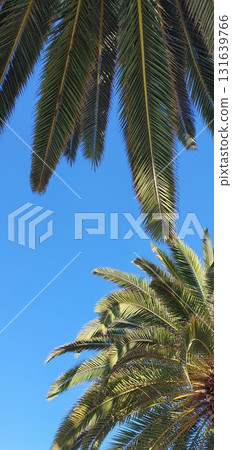 Green Los Angeles palm trees at Santa Monica pier. Mobile photography, real phone snapshot Green Los Angeles palm trees at Santa Monica pier. Mobile photography, real phone snapshot 131639766