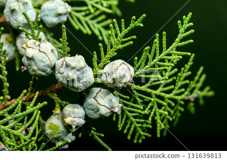 Cypress Cones Against a Soft Green Background Cypress Cones Against a Soft Green Background 131639813