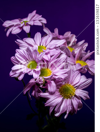 Bouquet of Lavender Chrysanthemums Against a Deep Violet Background 131639817