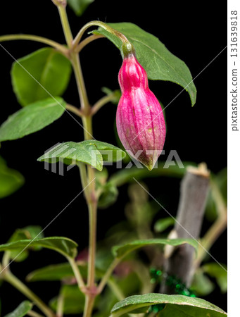 Fuchsia Blossoms with a Dark and Moody Backdrop 131639818