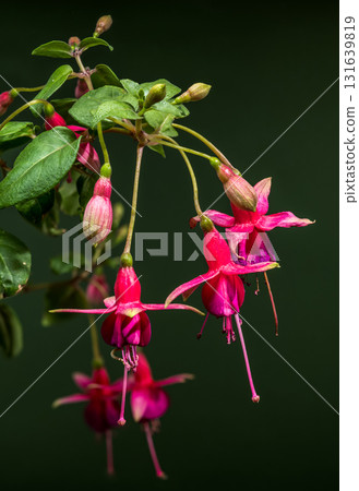 Hanging Fuchsia Flowers with a Dark Green Background Hanging Fuchsia Flowers with a Dark Green Background 131639819