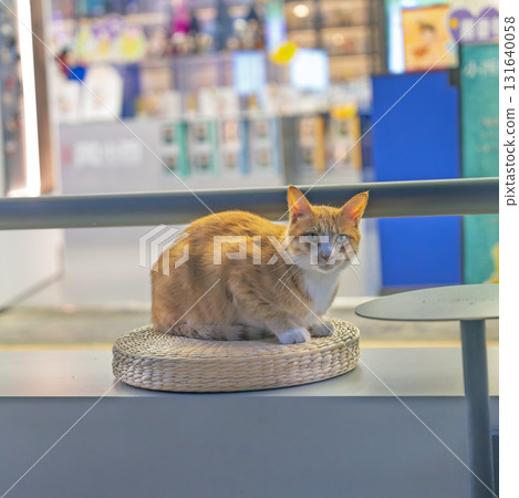 Orange and white cat at the store door Orange and white cat at the store door 131640058