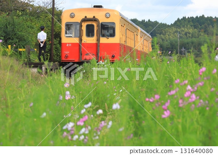 Kominato Railway "A train stopped at Kazusakawama Station where cosmos flowers bloom" 131640080