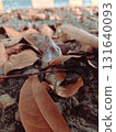 dry leaves on the ground 131640093