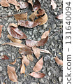 dry leaf on the ground 131640094