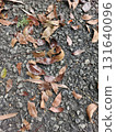 fallen leaves on ground 131640096