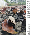 fallen autumn leaves on ground 131640097