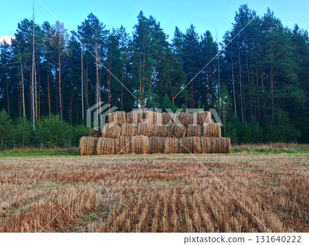 stacked hay bales after harvest at the edge of the field. Pile of straw bales. forest at background 131640222