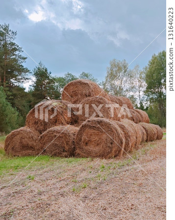 stacked hay bales after harvest at the edge of the field. Pile of straw bales. forest at background 131640223