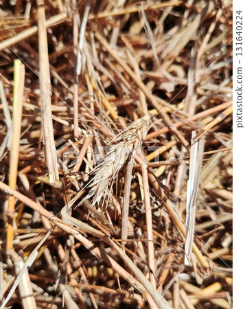 close-up of a golden spike of wheat against a background of straw. A yellow wheat spike against a background of fresh straw. 131640224