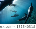 一群野生海豚的內部景觀 131640318