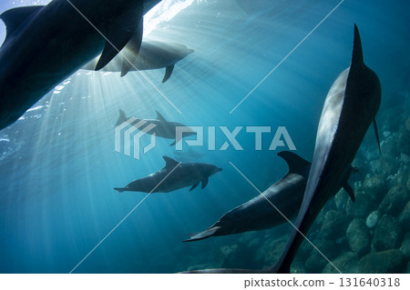 一群野生海豚的內部景觀 一群野生海豚的內部景觀 131640318