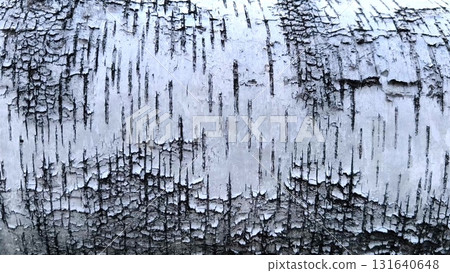 Pattern of the Silver Birch bark. close-up background birch bark black and white Pattern of the Silver Birch bark. close-up background birch bark black and white 131640648