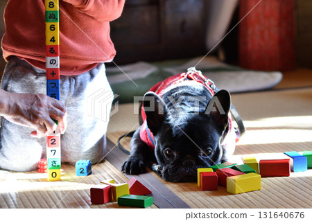 A French Bulldog wants to play with a child playing with a toy 131640676