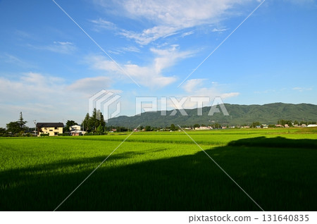 Early morning rice field scenery Early morning rice field scenery 131640835