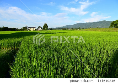 Early morning rice field scenery Early morning rice field scenery 131640836