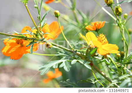 Kibana宇宙（黃色的花朵落櫻花） 131640971