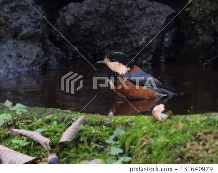 Varied Tit Taken in the Wild Bird Forest 131640979