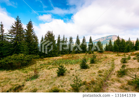 fir trees on a meadow. scenic landscape with coniferous forest in carpathian mountains of ukraine under blue sky with heavy clouds. beautiful alpine scenery of europe 131641339