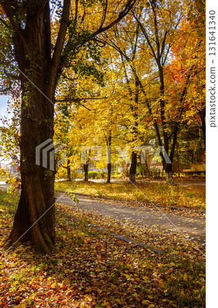 street on a sunny autumn day. scenic urban landscape of uzhhorod. row of old trees in yellow foliage along the walking path in bright light. ground covered in fallen leaves 131641340