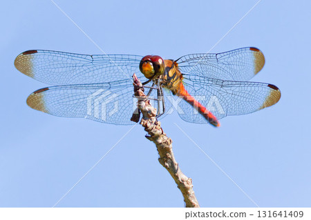 Clear autumn sky and red dragonfly (Acacia squirrel) Clear autumn sky and red dragonfly (Acacia squirrel) 131641409