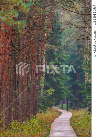 Wooden path through autumn pine forest in Lithuania 131641564