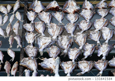 Fresh fish drying outdoors in the bright sunlight 131641584