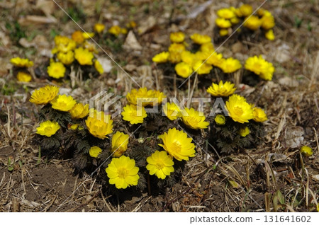 栃木市星野森林的阿多尼斯花 131641602