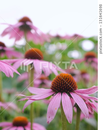 Echinacea Echinacea 131641698