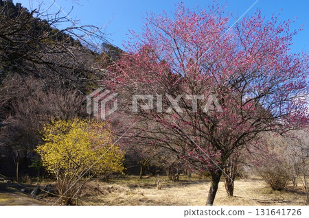 栃木市星野森林的蠟梅和紅梅 131641726