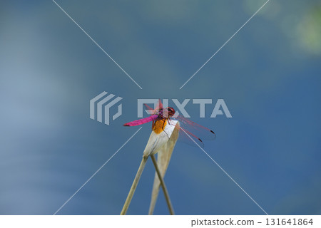 Red dragonfly on the pale water Red dragonfly on the pale water 131641864
