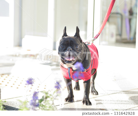 French bulldog looking at camera 131642928