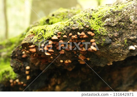 長滿苔蘚的木頭上長滿蘑菇 131642971
