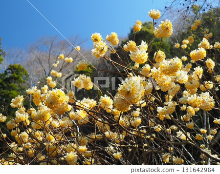 Mitsumata flowers in Nishitanzawa 131642984
