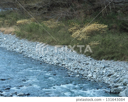 西丹澤那珂川河畔盛開的三椏花 西丹澤那珂川河畔盛開的三椏花 131643084